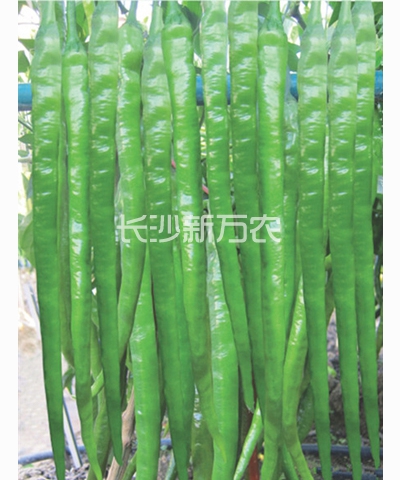 新辣18