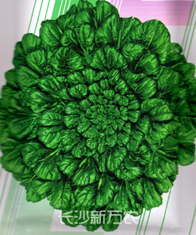 烏塌菜